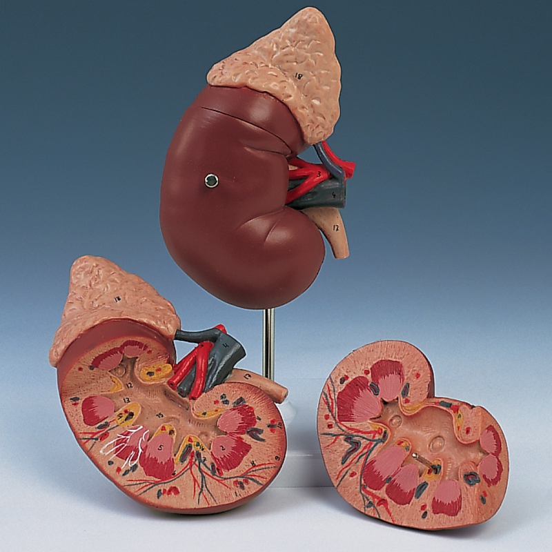 Kidney with Adrenal Gland - 2 Parts