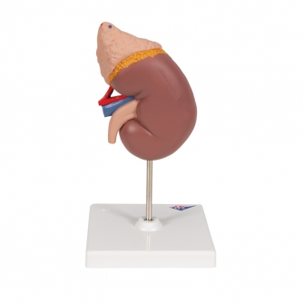 Kidney with Adrenal Gland - 2 Parts