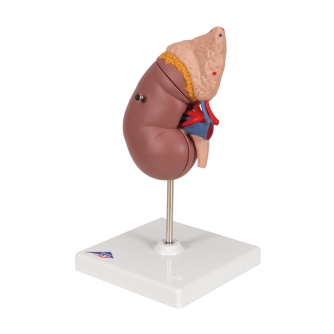 Kidney with Adrenal Gland - 2 Parts
