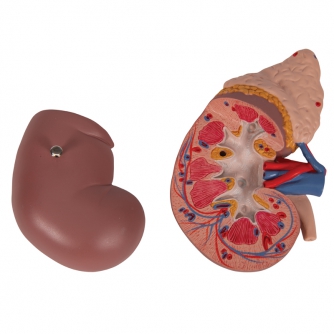 Kidney with Adrenal Gland - 2 Parts