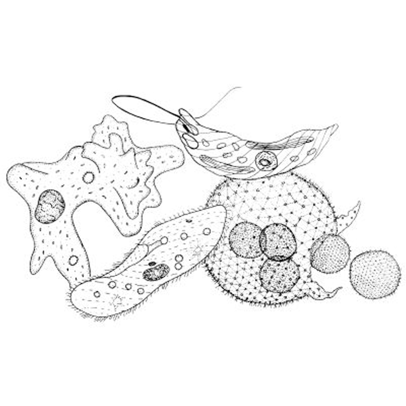 Paramecium Caudatum