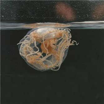 Obelia Medusae