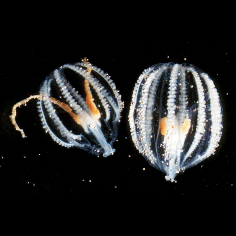 Comb Jelly - Pleurobrachia