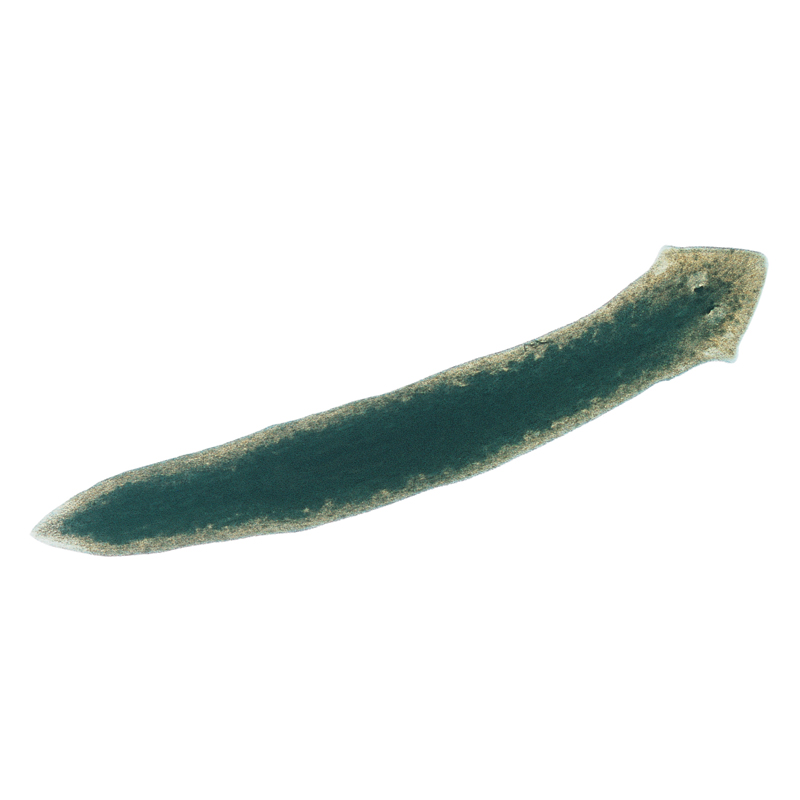 Planaria