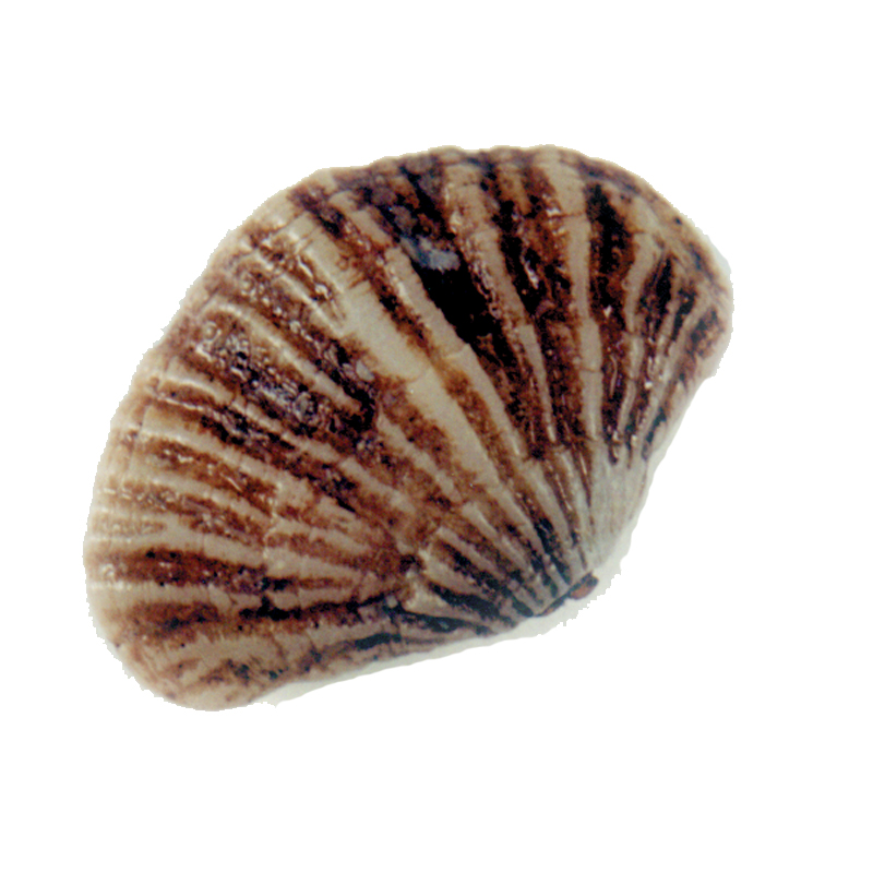 Terebratella - Lamp Shell