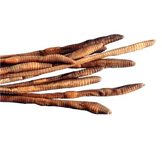 Earthworms - Lumbricus - Plain
