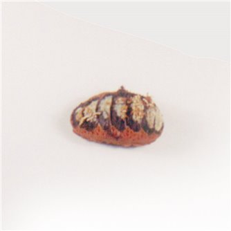 Pacific Chiton