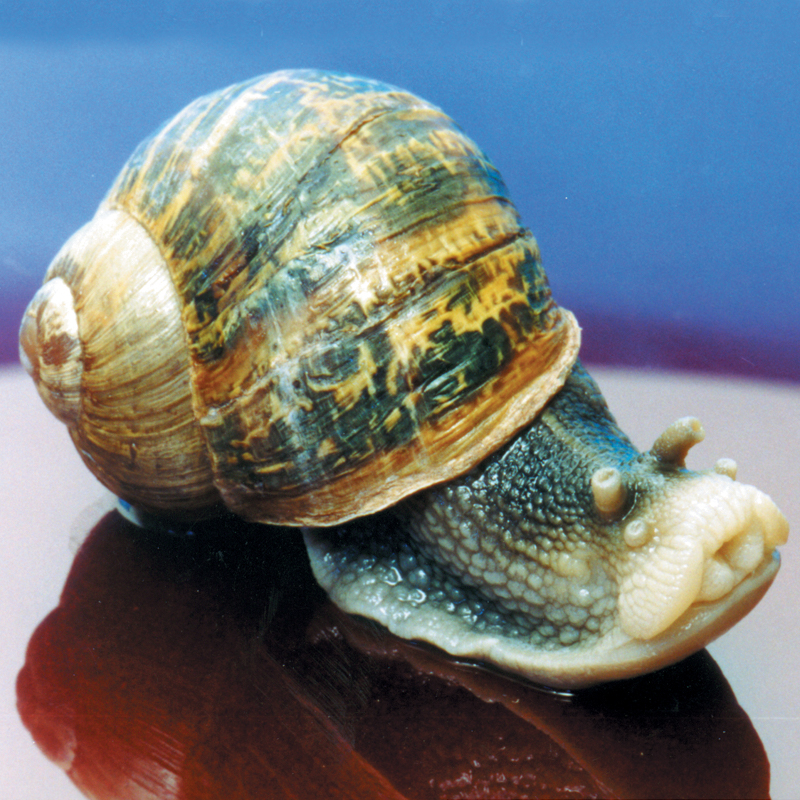 land snail