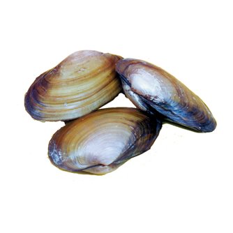Freshwater Clams