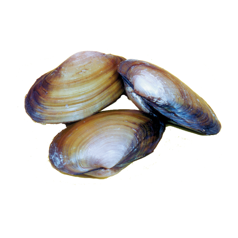 freshwater clam