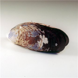 Sea Mussel