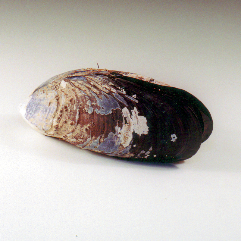 Sea Mussel