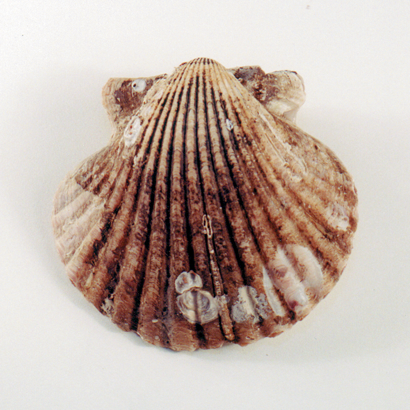 Scallop