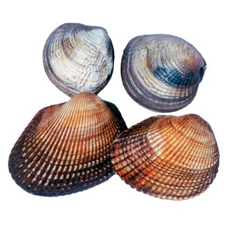 Marine Clam (Quahog)