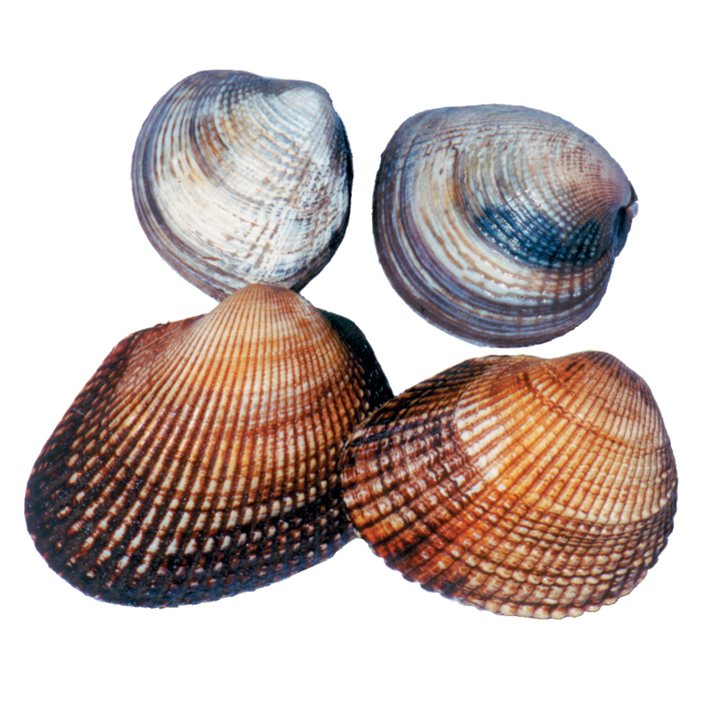 Marine Clam (Quahog)