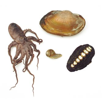 Mollusc Survey Set