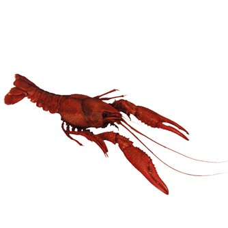 Crayfish - Plain
