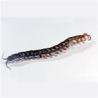 Centipede