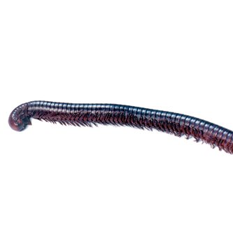 Millipede