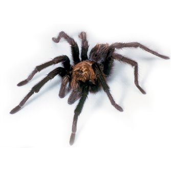 Tarantula