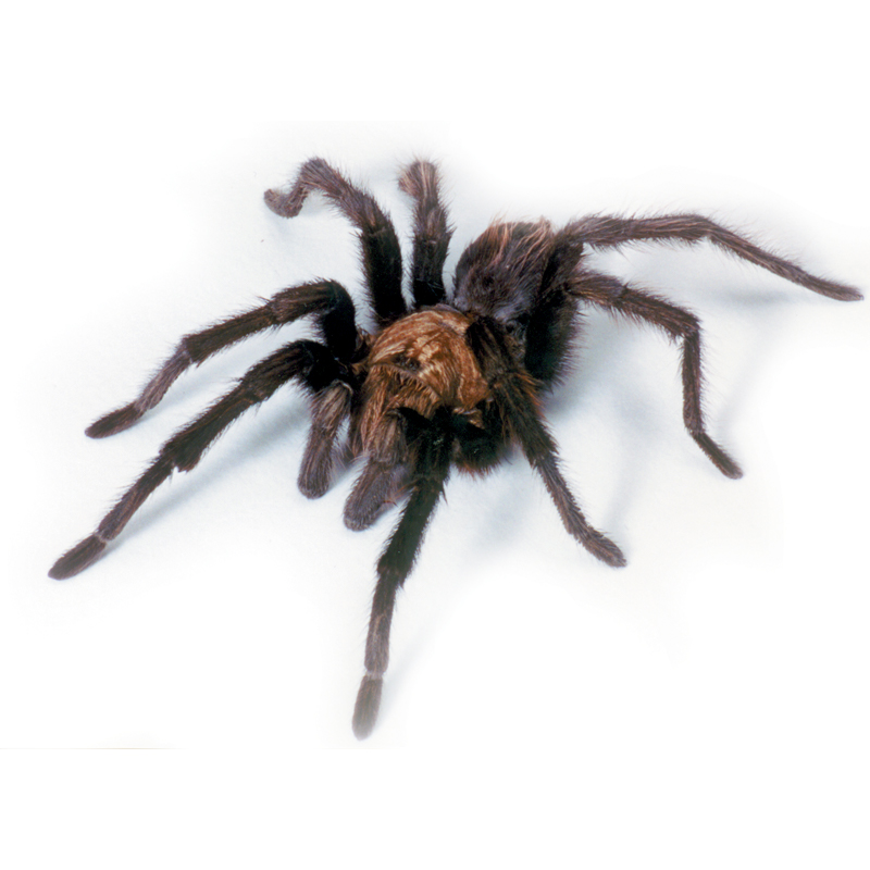 Tarantula