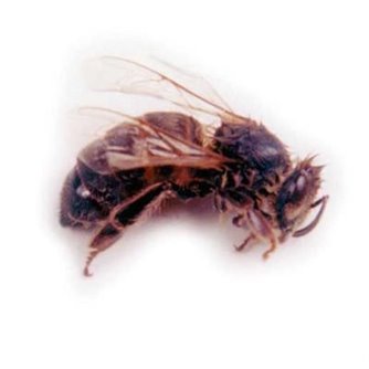 Honey Bee - Worker
