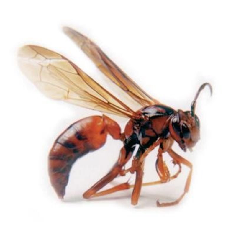 Wasp