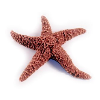 Starfish - Plain