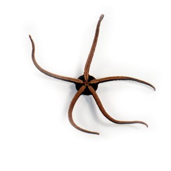 Brittle Star