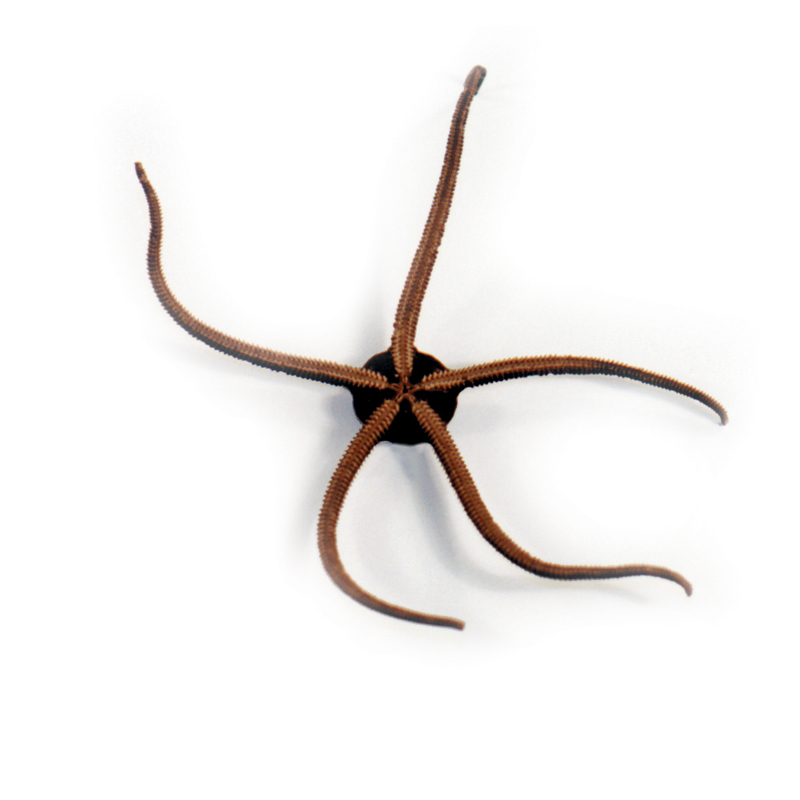 Brittle Star