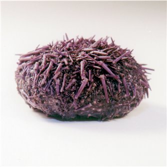 Sea Urchin