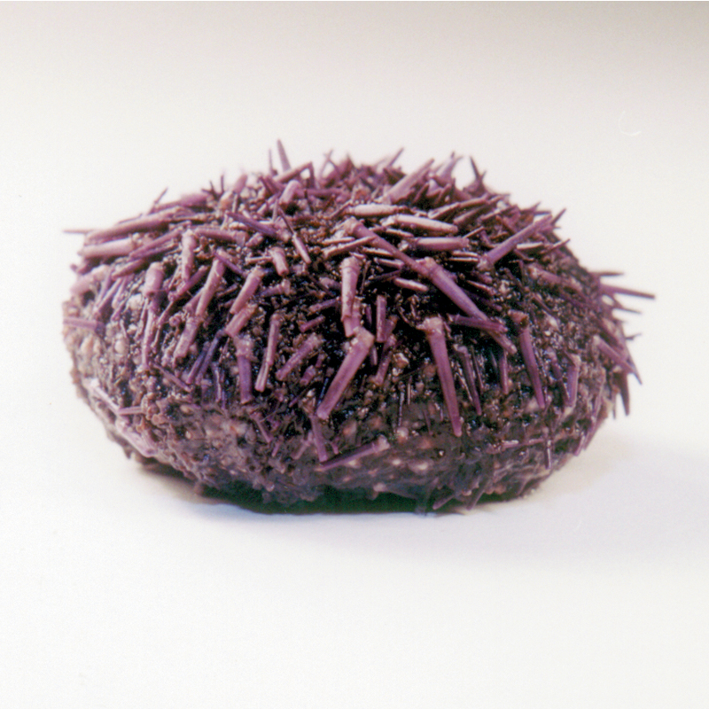 Sea Urchin