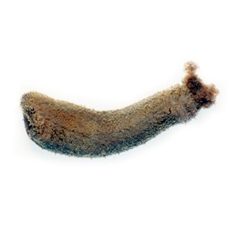 Sea Cucumber