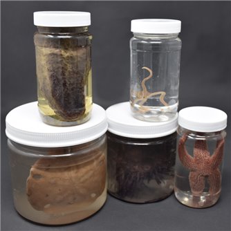 Echinoderm Survey Set