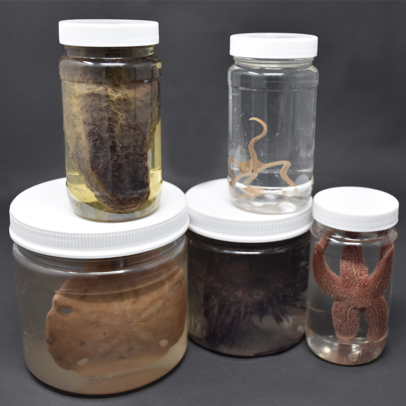 Echinoderm Survey Set