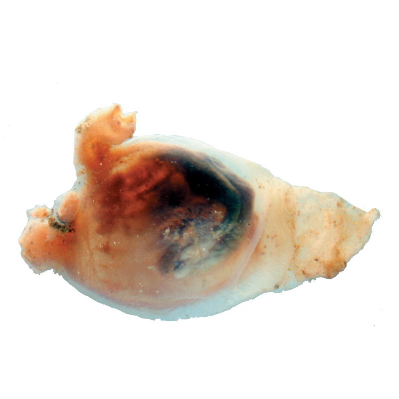 Glassy Tunicate