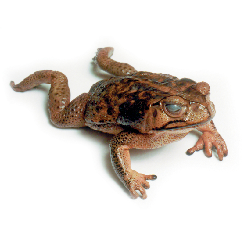 Bufo Marinus - Marine Toad Plain