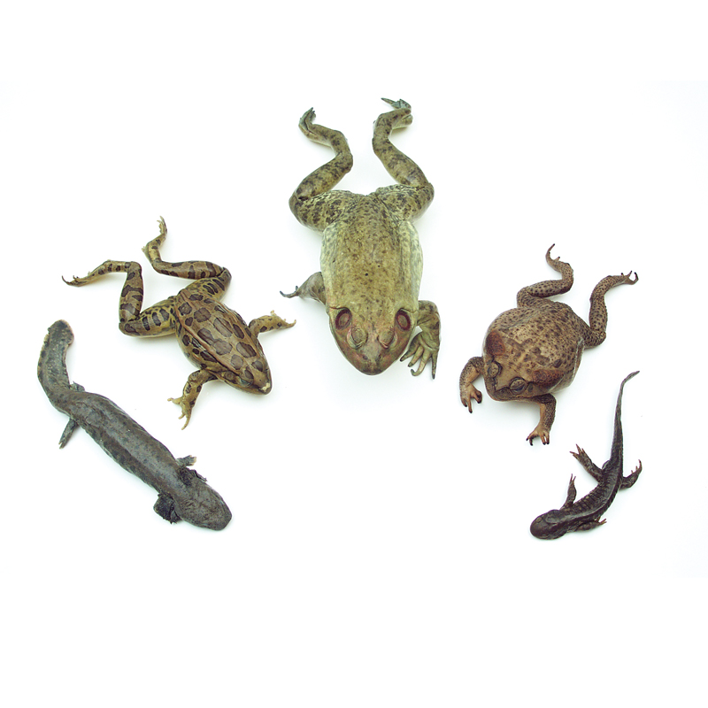 Amphibian Survey Set