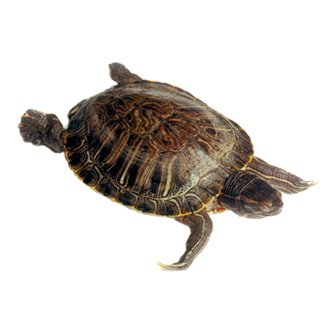 Turtle - Plain