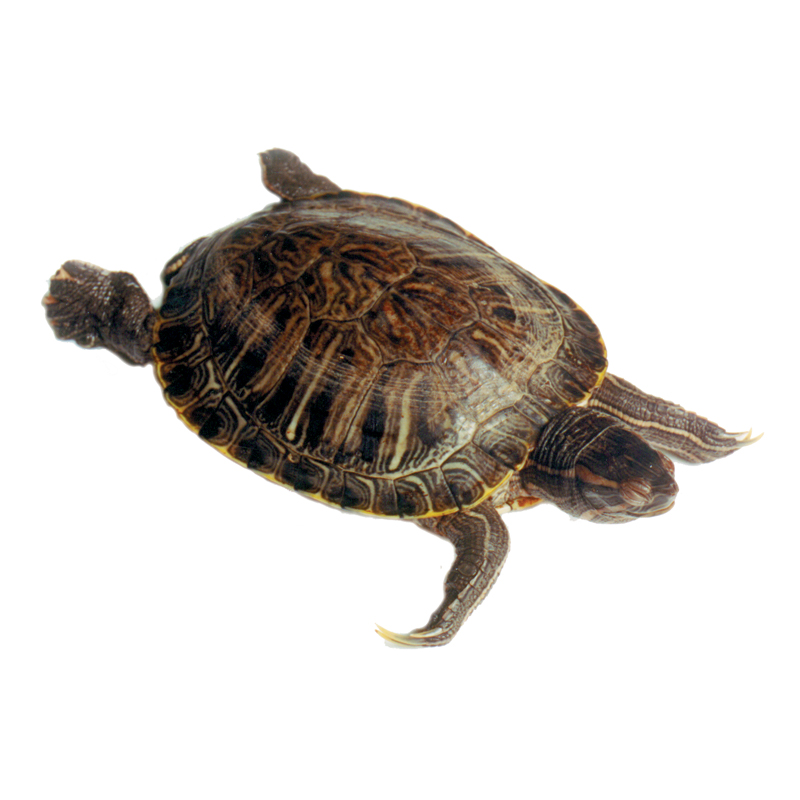 Turtle - Plain