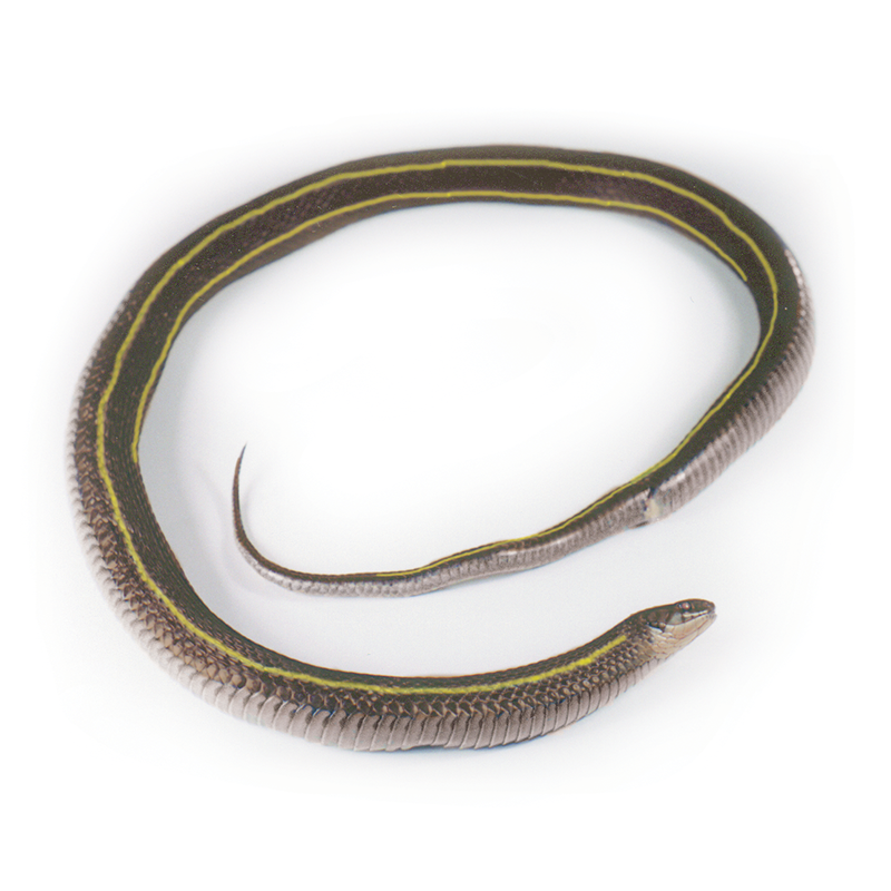 Garter Snake