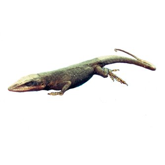 Lizard - Anolis