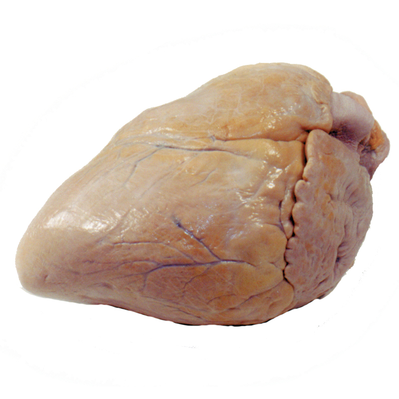 Pig Heart