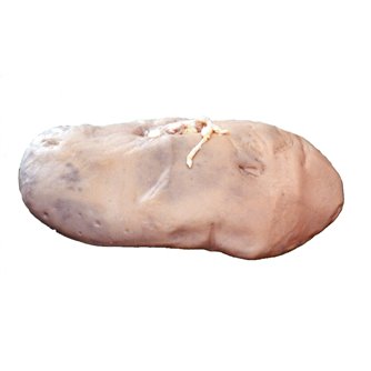 Pig Kidney - Plain