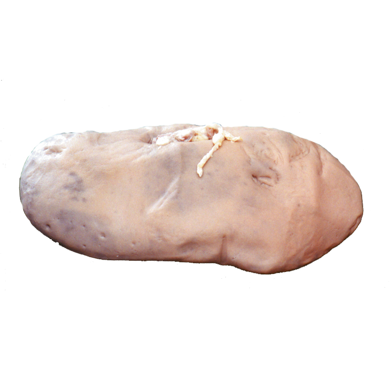 Pig Kidney - Plain