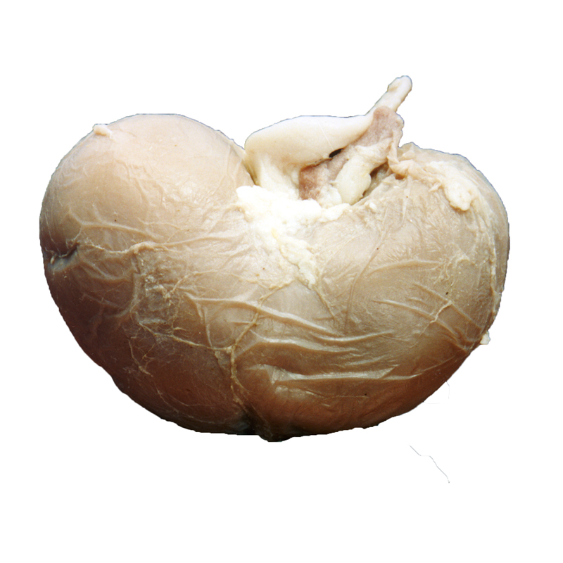 Sheep Kidney - Plain