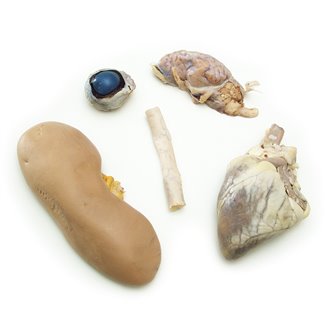 Mammal Anatomy Set