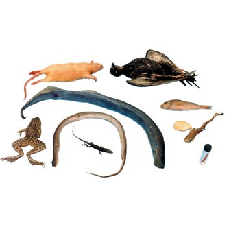 Comparative Vertebrate Set