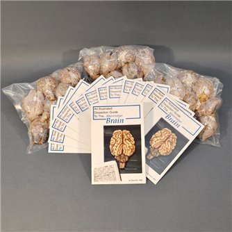 Brain Economy Class Pack