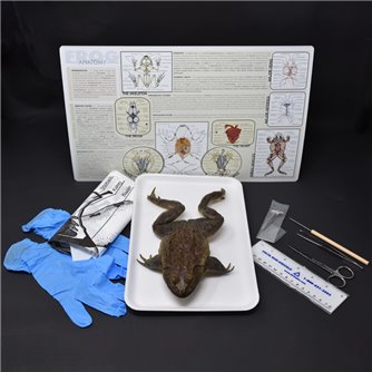 Advanced Frog Anatomy Kit